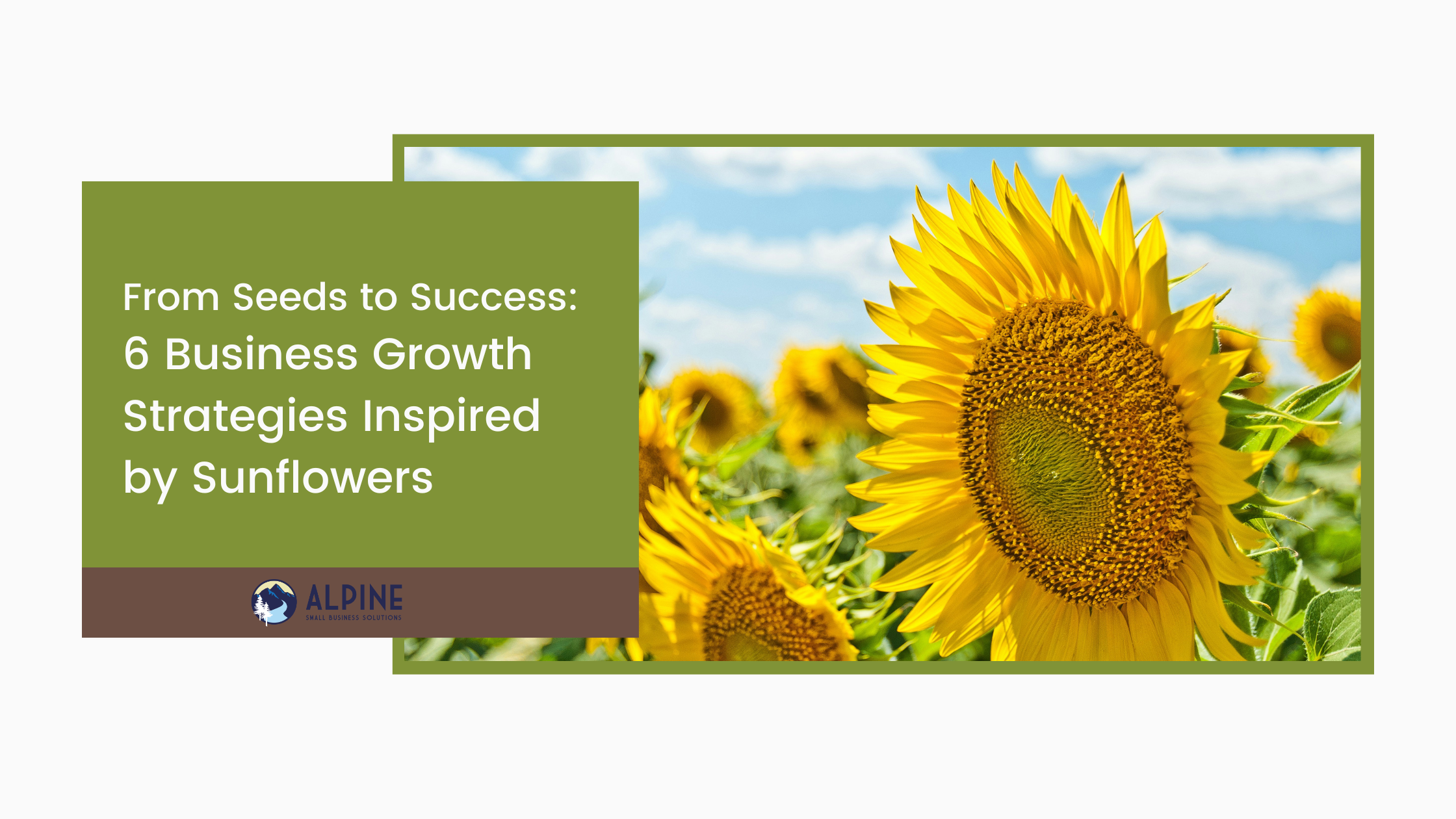 From Seeds to Success: 6 Business Growth Strategies Inspired by Sunflowers
